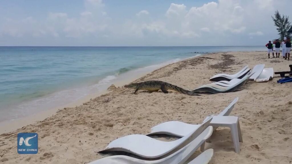 Crocodiles Make a Comeback to Chac Luc Lagoon in Campeche After Prolonged Drought